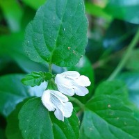 Leucas biflora (Vahl) Sm.